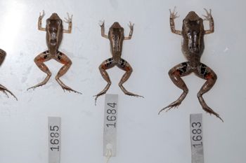 Media type: image;   Herpetology A-148550